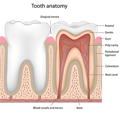 dental clinical